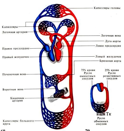 Артерии большого круга кровообращения схема