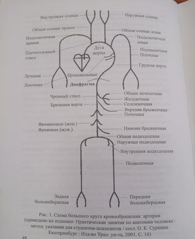 Кровообращение вены схема