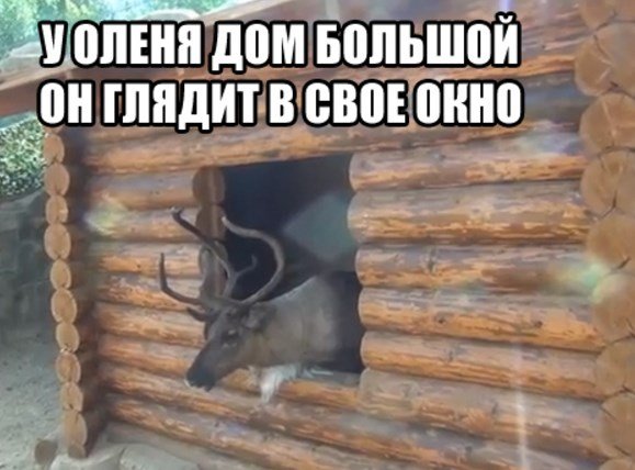 Северный олень бежит