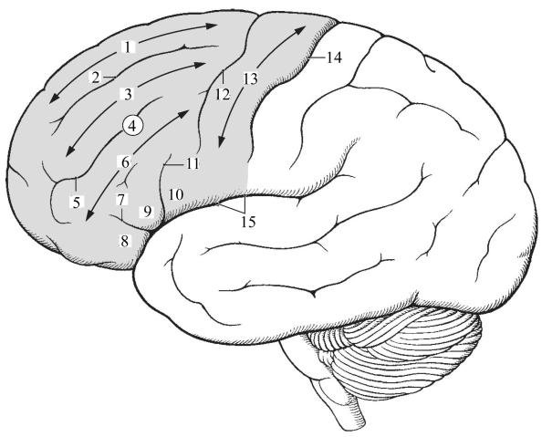Мозг без подписей. Анатомия коры головного мозга борозды. Латеральная поверхность коры больших полушарий. Извилины головном мозге анатомия. Извилины коры больших полушарий.