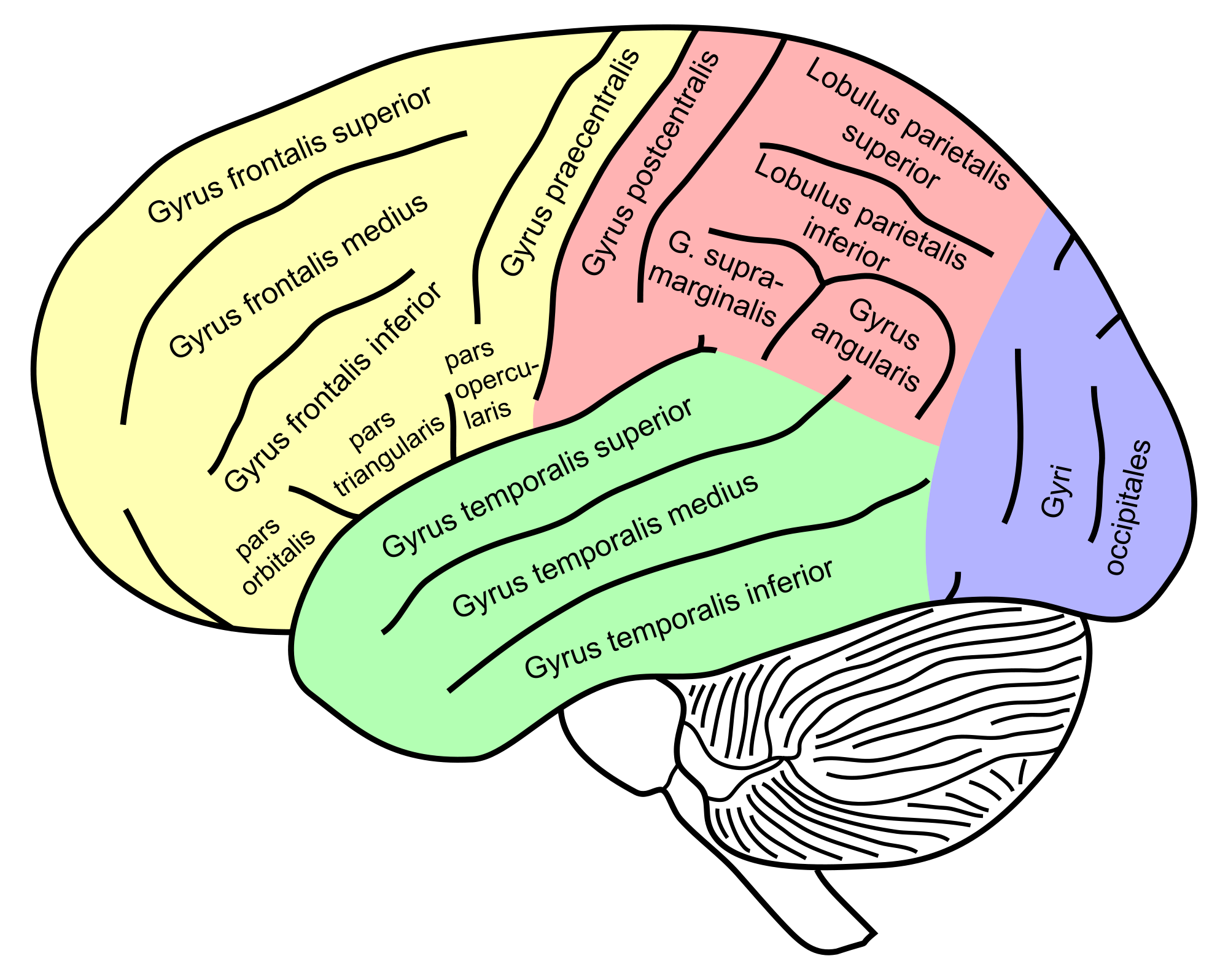 Supramarginal gyrus. Борозды и извилины лобной доли. Извилины лобной доли анатомия. Извилины долей мозга