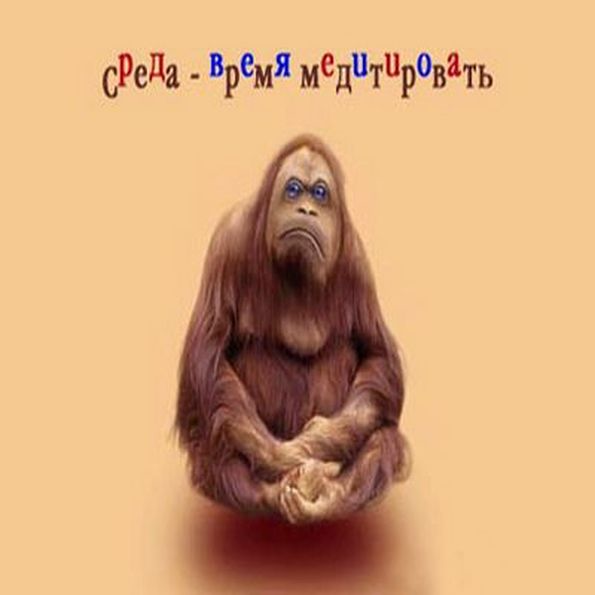 Открытка со средой смешная