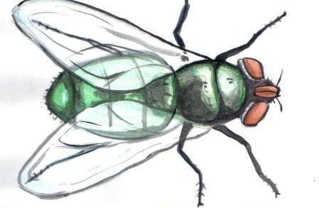 Муха акварель