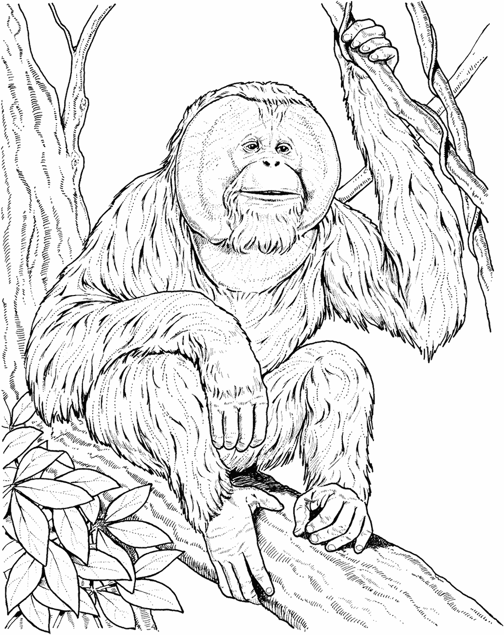 Раскраска обезьяна на дереве