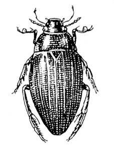 Жук водолюб рисунок