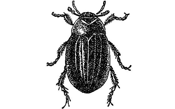 Жук водолюб рисунок