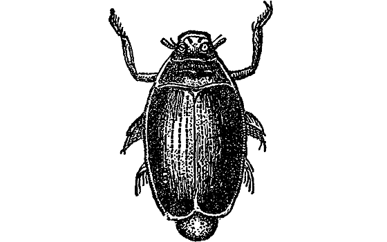 Личинка жука вертячки