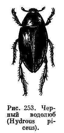 Раскраска Жук водолюб