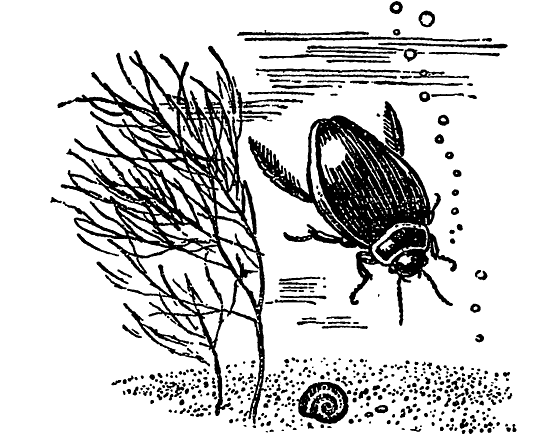 Жук плавунец раскраска