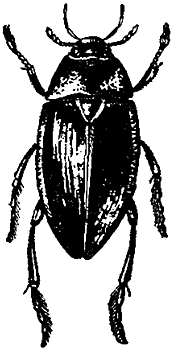 Жучок с бородкой