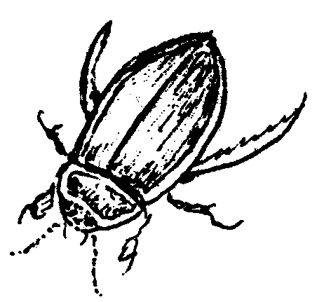 Жук плавунец рисунок