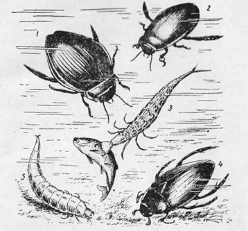 Жук водолюб рисунок