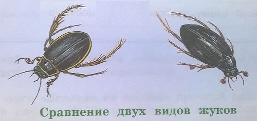 Жук плавунец атлас определитель