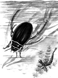 Жук плавунец нарисовать