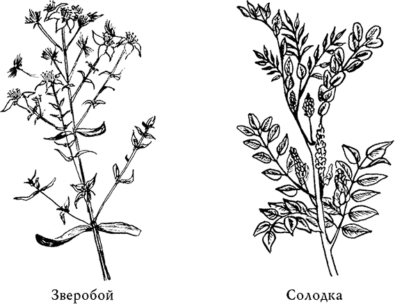 Зверобой рисунок