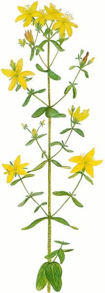 Зверобой продырявленный части