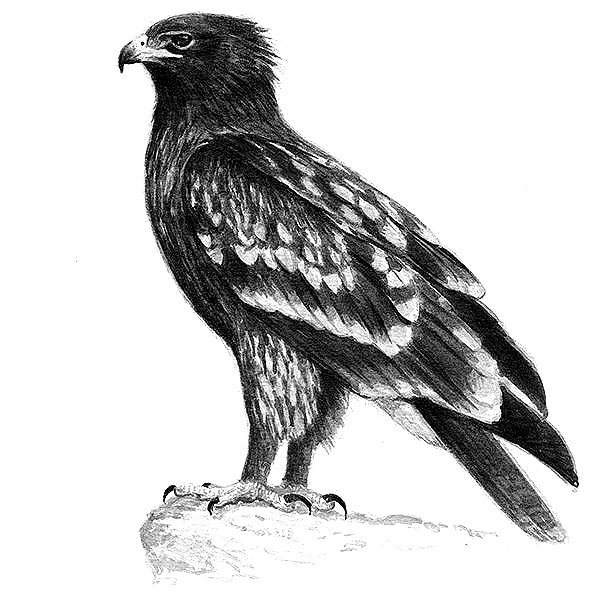 Раскраска подорлик