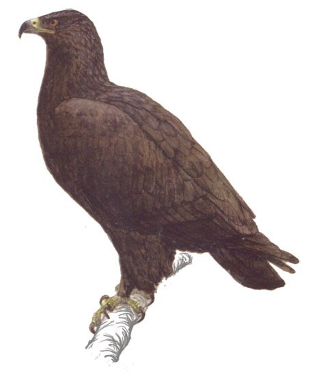 Большой подорлик на прозрачном фоне