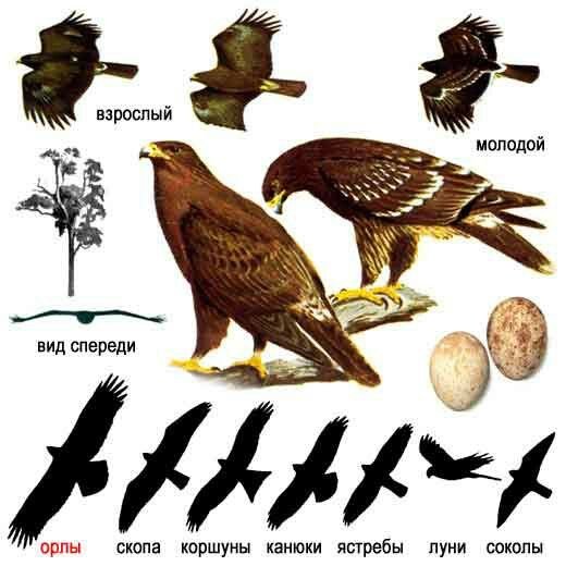 Большой подорлик на белом фоне