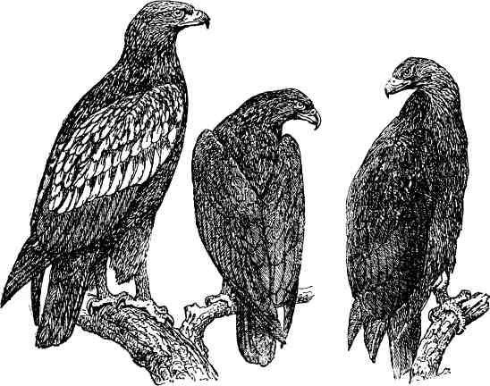 Ястреб рисунок для детей