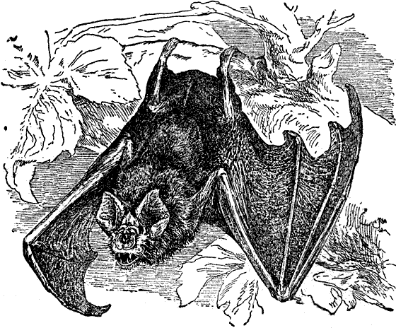 Зайцегуб летучая мышь