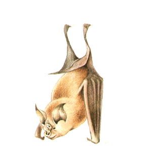 Малый подковонос рисунок