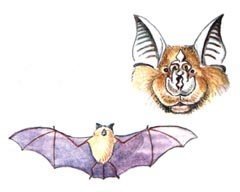 Подковонос рисунок карандашом