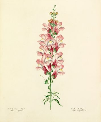 Цветок львиный зев раскраска