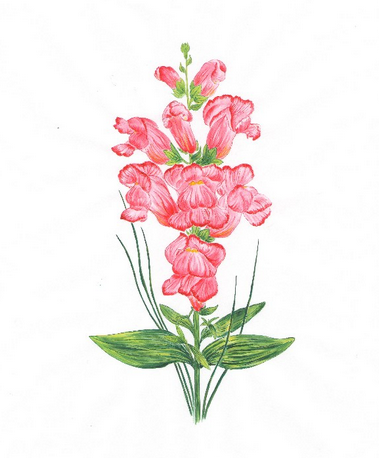 Конан Тамигами живопись цветов