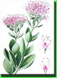 Очиток пурпурный, заячья капуста