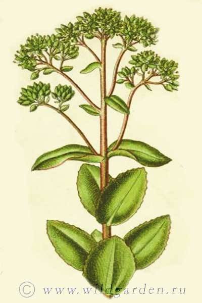 Sedum ternatum