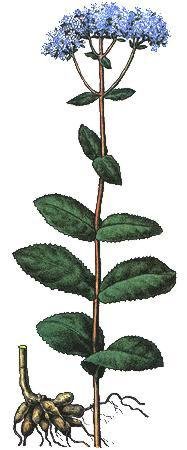 Очиток карандашом