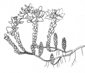 Очиток раскраска