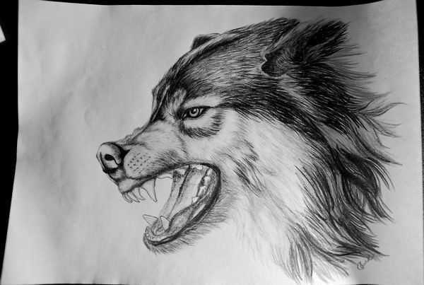 Волчий оскал эскиз