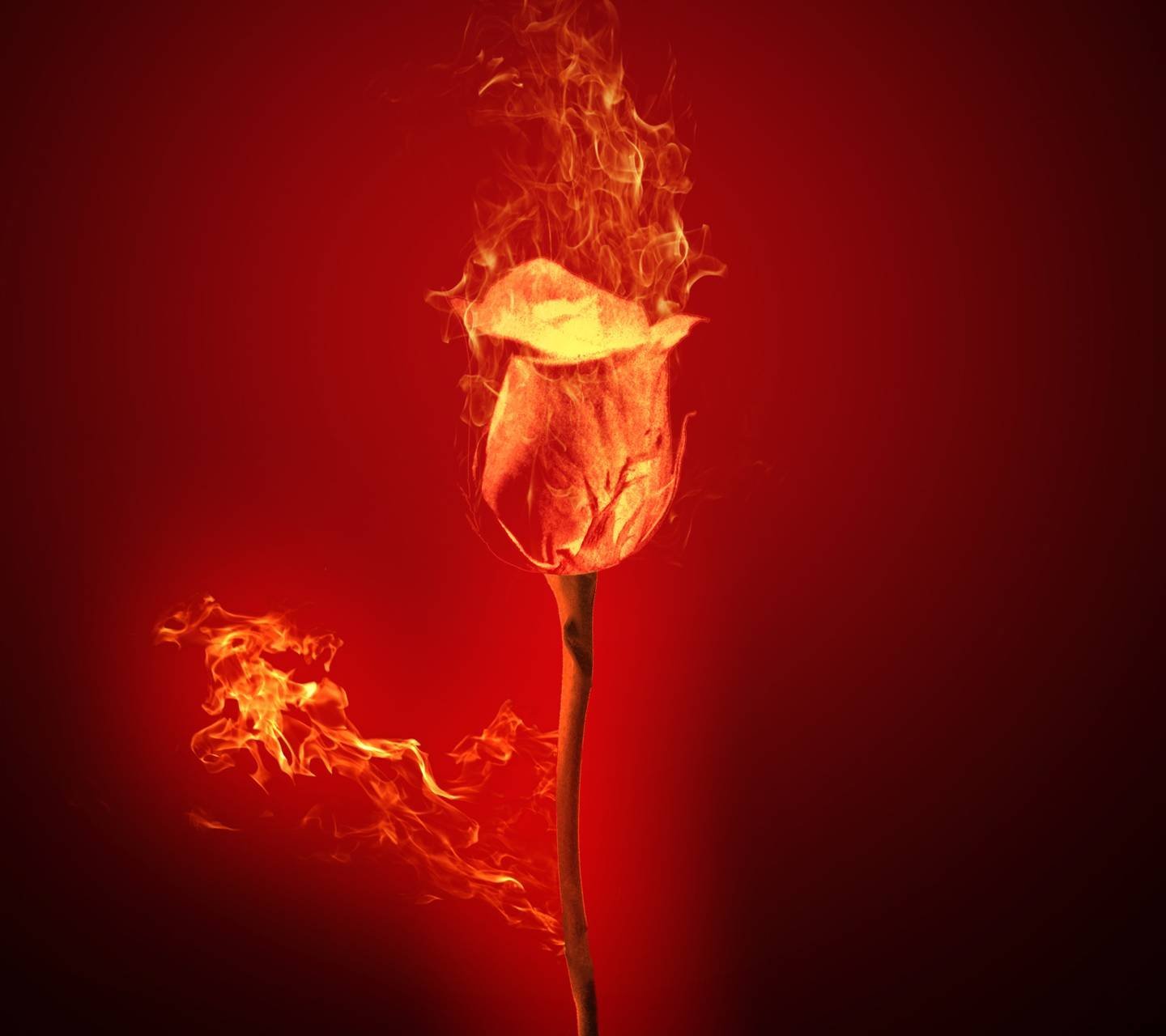 Цветы деньги и огонь. Огненный цветок Геншин. Пылающий цветок Геншин.