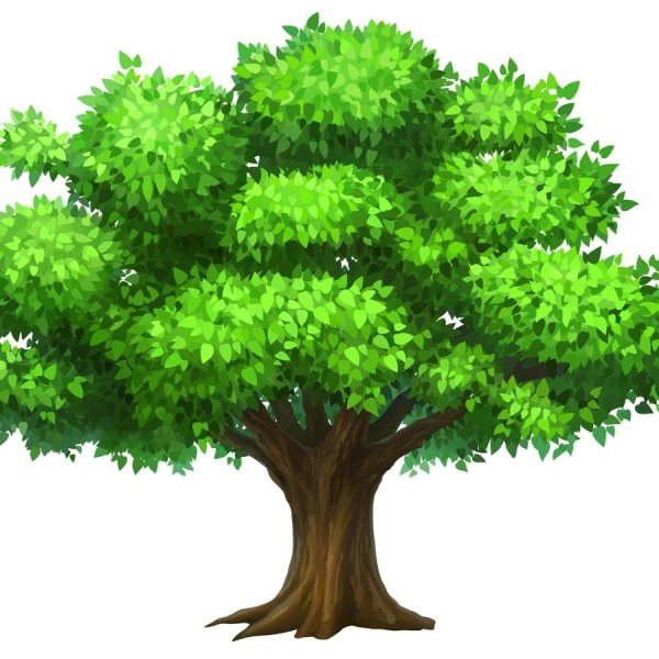 Чёрно белый дуб