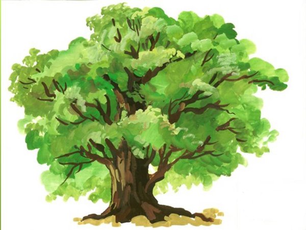 Генеалогическое Древо дуб