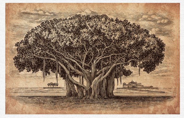 Дуб черешчатый корень