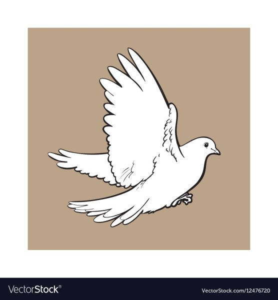 Белый голубь эскиз