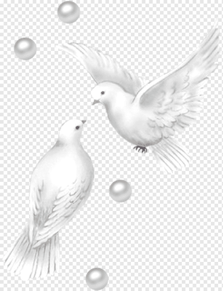 Свадебные голуби на прозрачном фоне