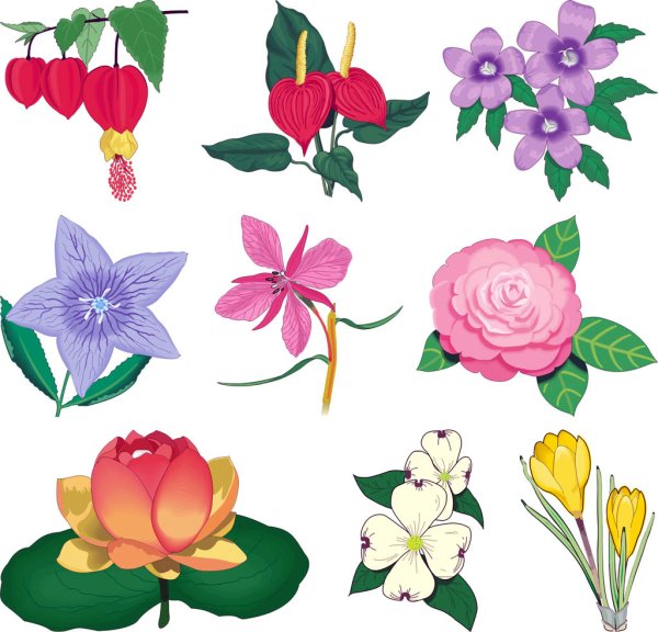 Раскраски цветов