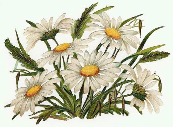 Ромашки узор