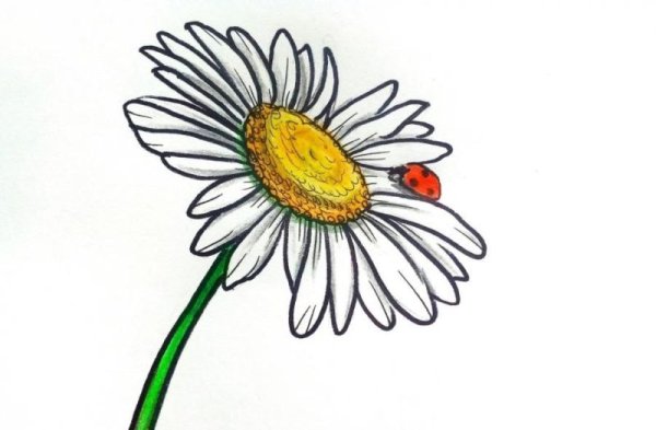 Ромашка рисунок