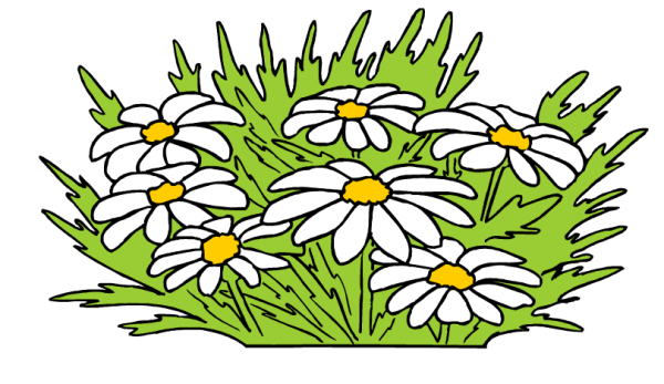 Ромашки акрилом на холсте