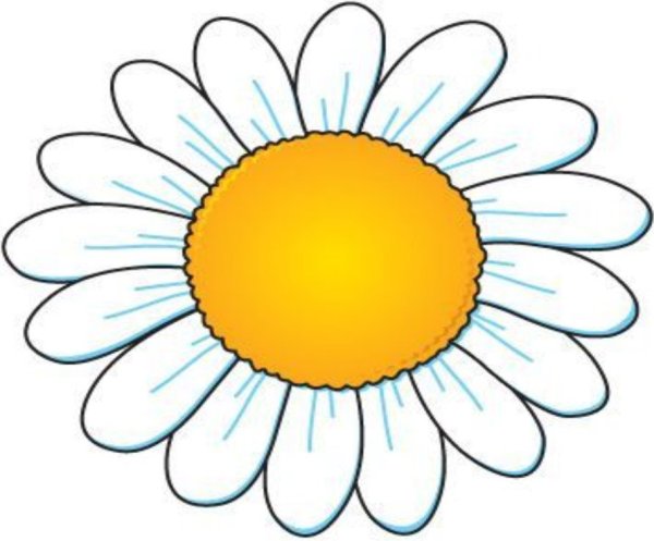 Ромашка зарисовка