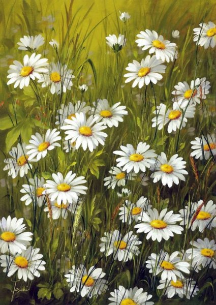 Ромашка карандашом