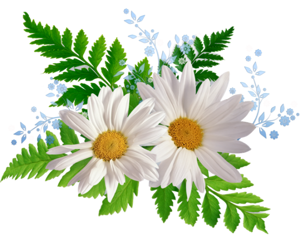 Ромашки на поле и бабочки