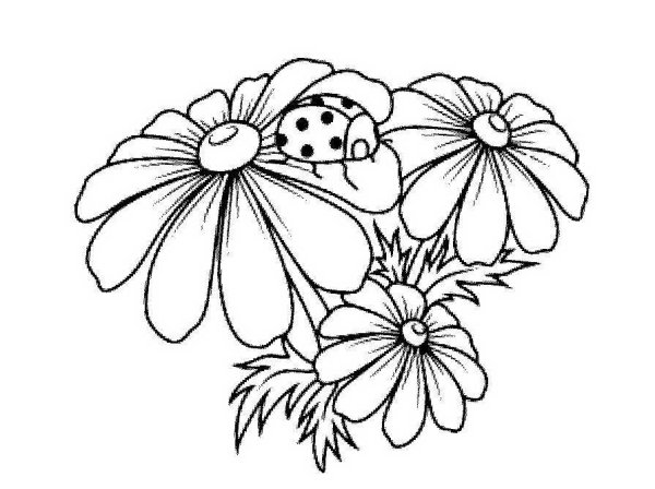 Красивая бабочка на ромашке