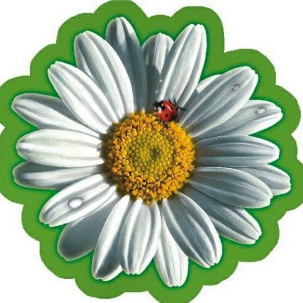 Ромашки раздаточный материал