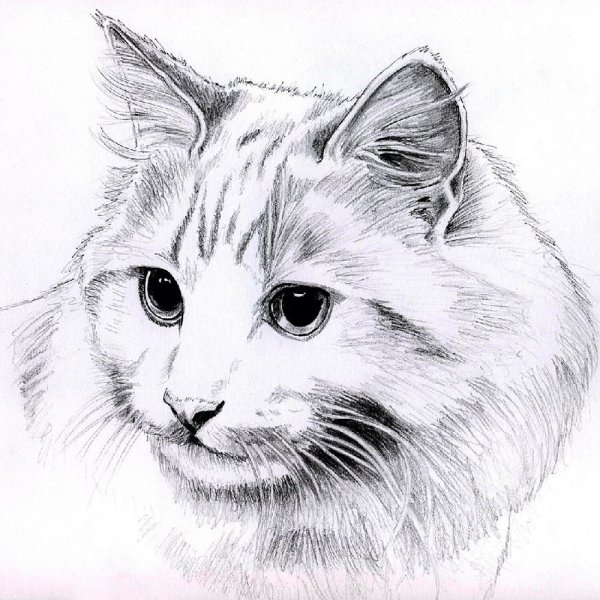 Рисунки карандашом